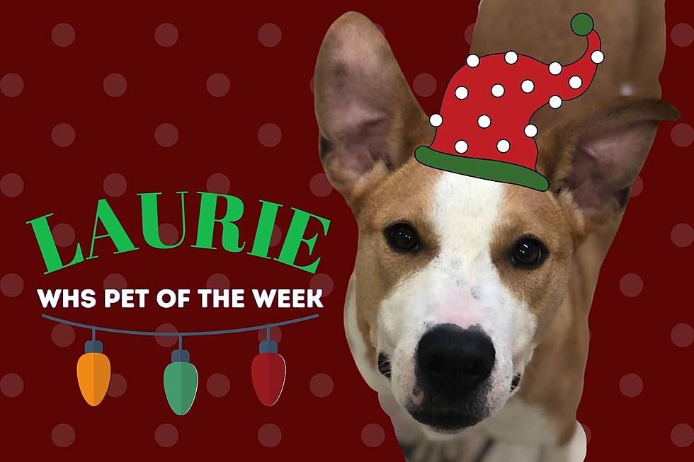 Hello, My Name is Laurie & I Want a Family for Christmas! [WHS PET OF THE WEEK]