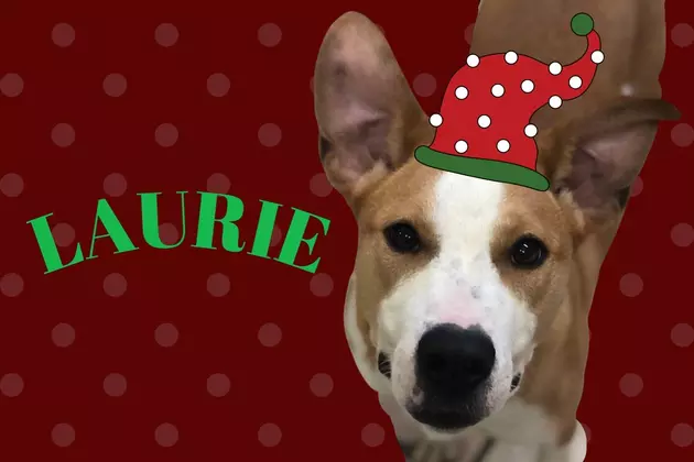 Hello, My Name is Laurie &#038; I Want a Family for Christmas! [WHS PET OF THE WEEK]