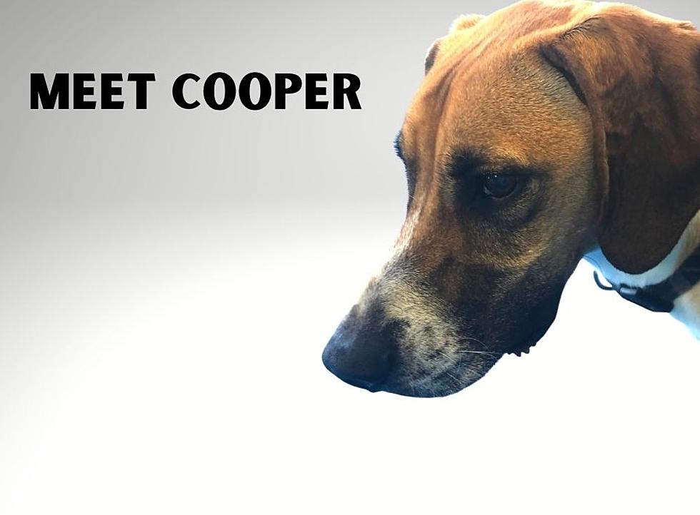 Meet Cooper – He’s a Hound Dog! [WHS Pet of the Week]