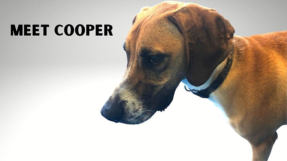 Meet Cooper &#8211; He&#8217;s a Hound Dog! [WHS Pet of the Week]