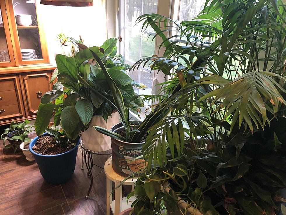 Evansville Houseplant Share Facebook Group Brings Local Plant People Together