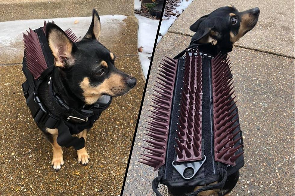 How to Make a Hilarious, Yet Effective Predator Protection Coat for Small Dogs