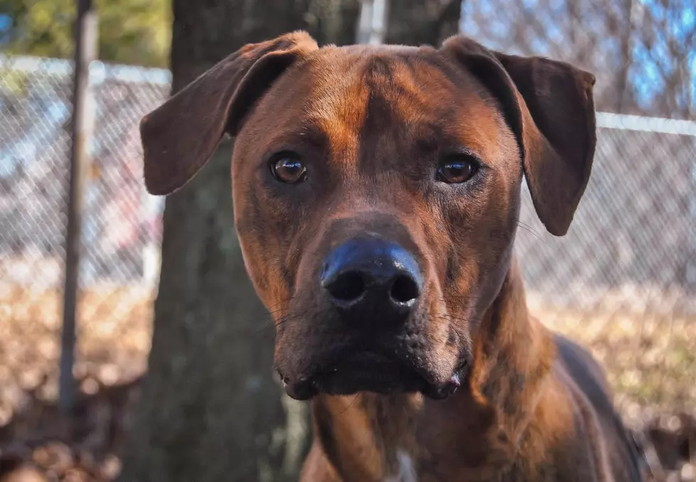 Lewis is a Handsome Adoptable Mountain Cur in Newburgh [Warrick Humane Society Pet of the Week]