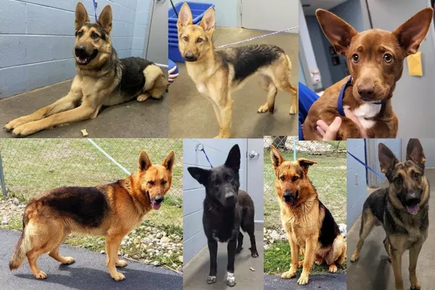 Kentucky Shelter Overrun with German Shepherds Makes Desperate Plea