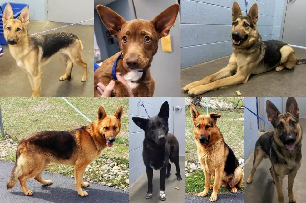 Kentucky Shelter Overrun with German Shepherds Makes Desperate Plea