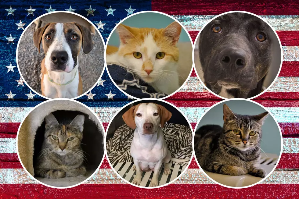 Warrick Humane Society Offering Adoption Special on All American Breed Dogs & Cats