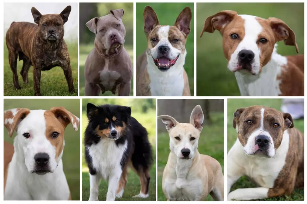 Time is Running Out for 17 Indiana Shelter Dogs &#8211; Fosters Needed by Thursday, June 16