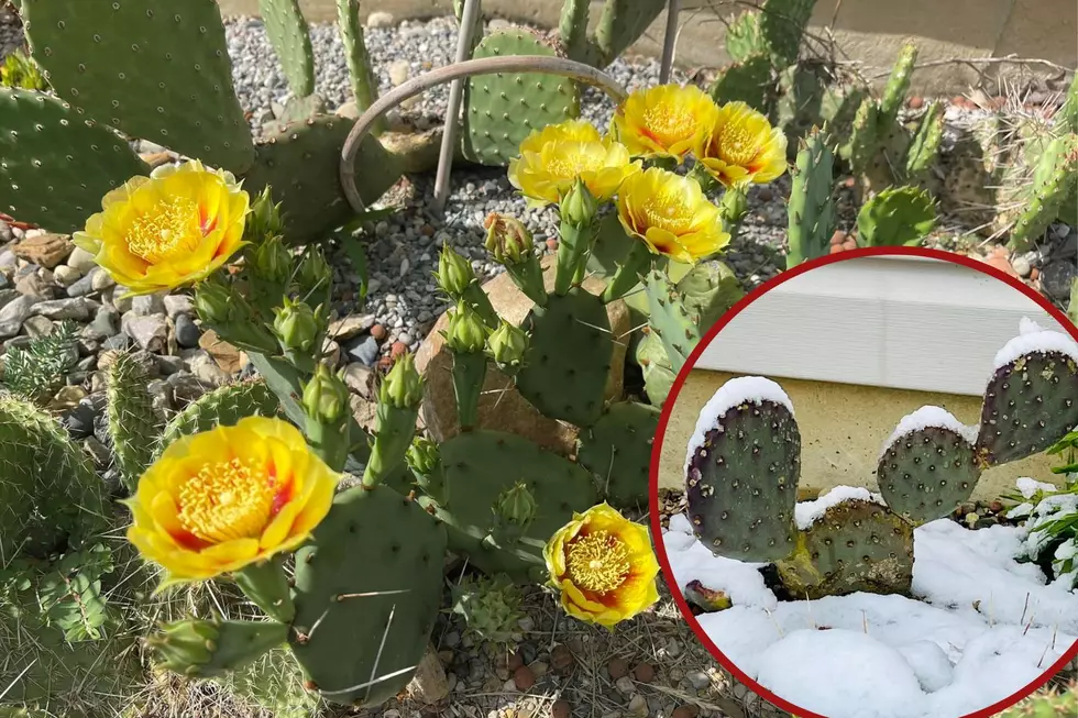 Did You Know You Can Grow Cacti Outside in Indiana, Kentucky, &#038; Illinois?