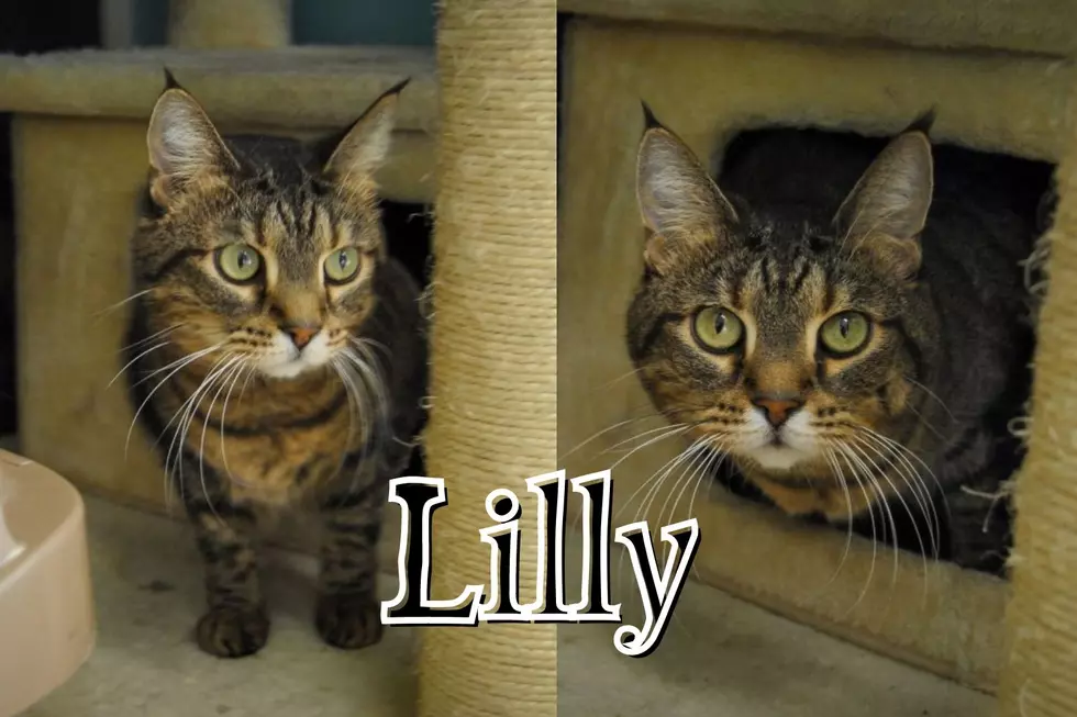 Lilly Looks Like a Mini Bobcat and is Adoptable in Newburgh IN