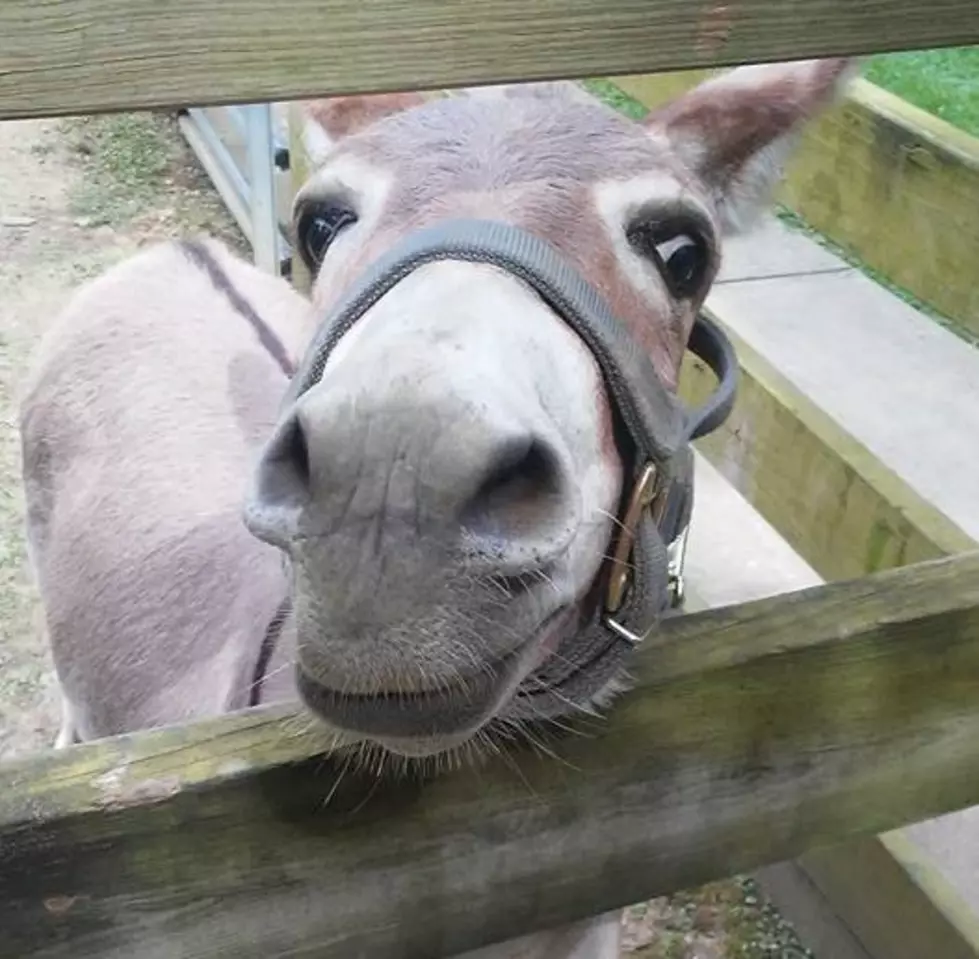 Petting Zoos Within Driving Distance of Evansville, IN