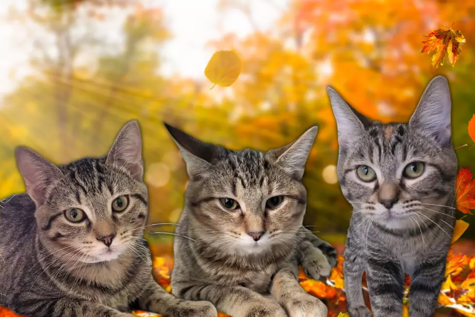 You’ll ‘Fall’ in Love with Autumn, Ember, & Hayride – Adoptable Tabbies in Warrick County