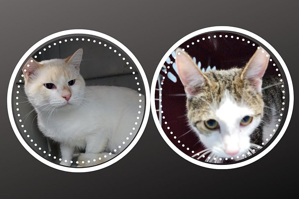 Daviess Co. Animal Control Has 250 Cats – Peanut and Ziggy Need a Home by Oct 20th