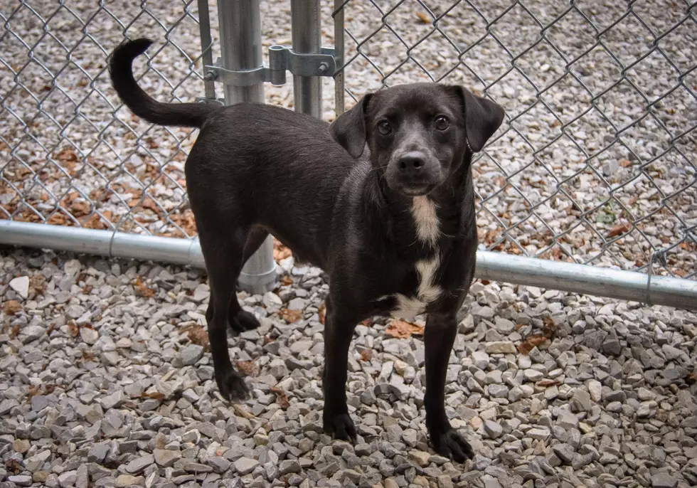 Blackjack is a Small Adoptable Dog in Newburgh that Loves Kids [WHS Pet of the Week]