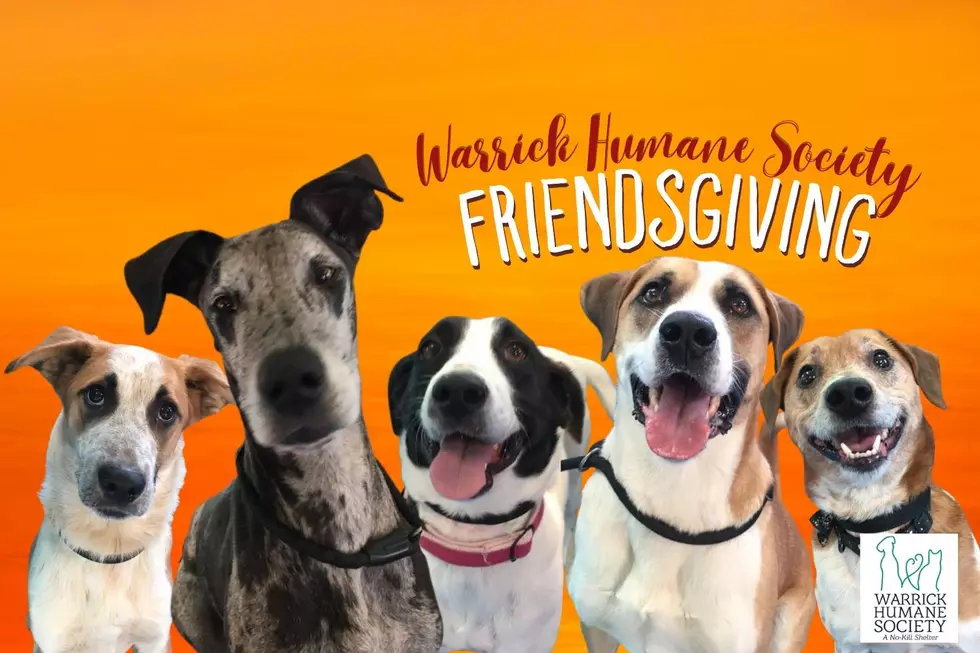 Meet the Dogs Available for Warrick Humane Society Friendsgiving