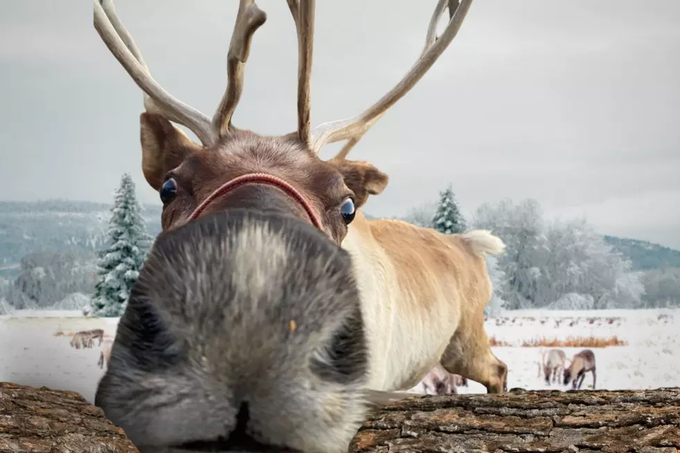 Reindeer Farms Within Driving Distance of Owensboro