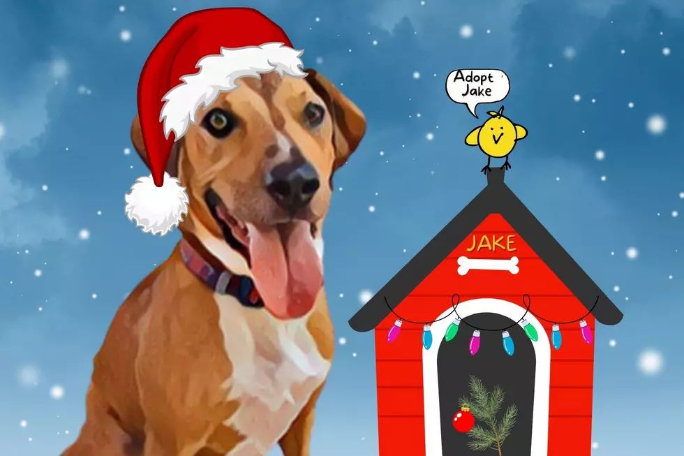 Jake is an Adoptable Christmas Beagle in Southern Indiana [12 Strays of Christmas]