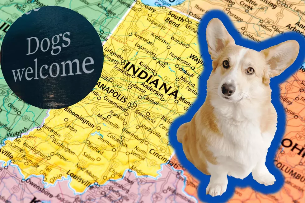 Grab those Leashes and Check Out These Pet Friendly Adventures in Indiana