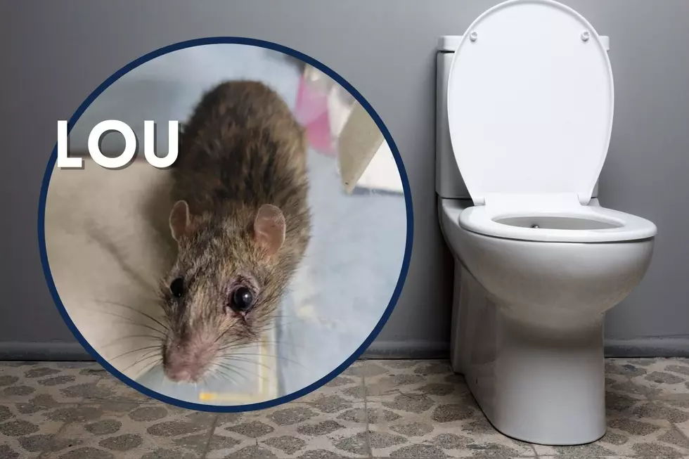 Move Over NYC Pizza Rat &#8211; Indiana Has a Toilet Rat and He Needs Our Help