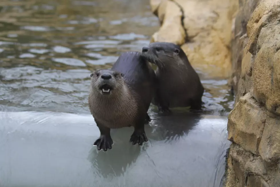 https://www.facebook.com/MeskerParkZoo/photos/10160047277044847