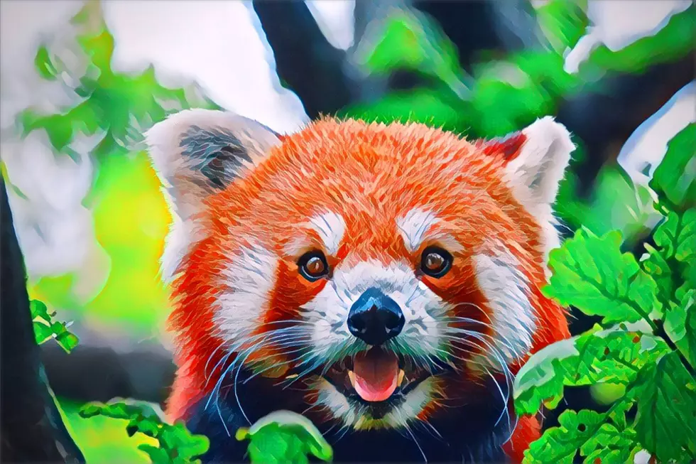 Where Can You Find Red Pandas in Southern Indiana?