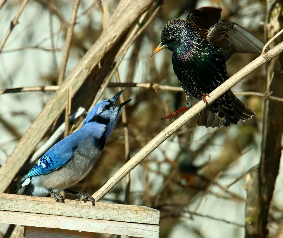 Photo by Ron Harper Blue jay and a starling Starling is getting told Southwest Indiana 12/28/22