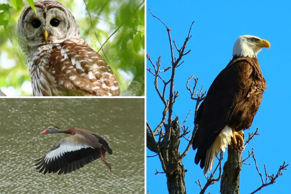 Indiana Photographer Captures Stunning Images of Hoosier Birds