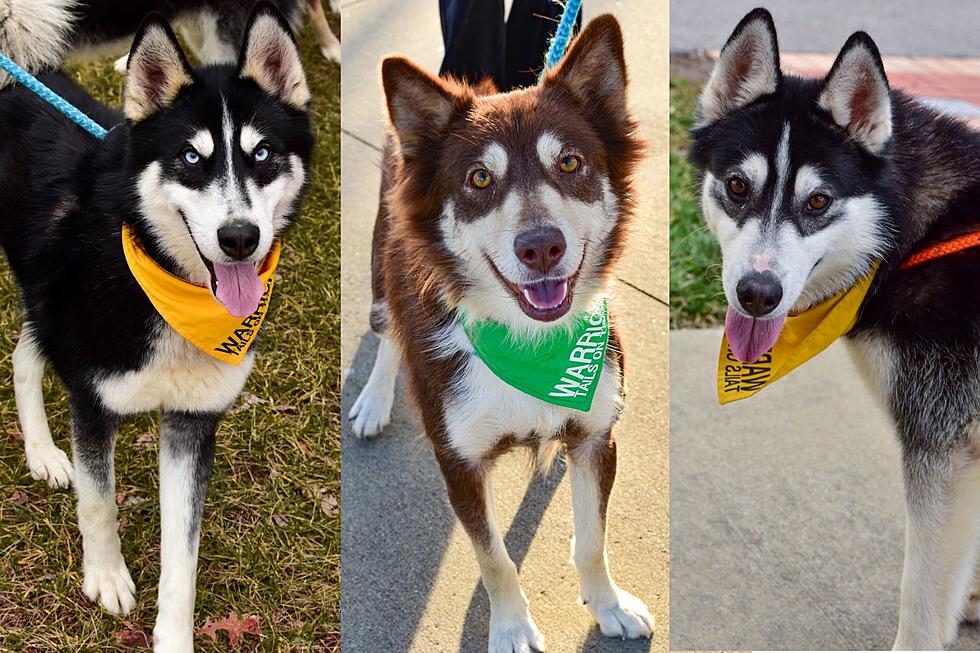 Goofy Husky Pack in Newburgh Looking for New Families and New Adventures