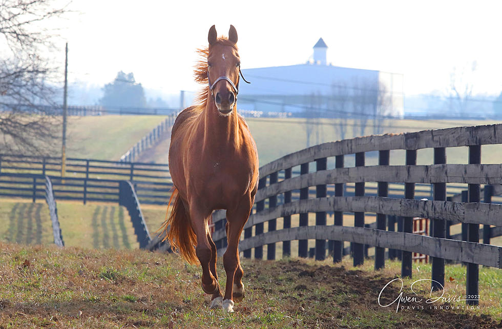 Retired Racehorses Get a Second Chance at Second Stride: A Kentucky-Based Adoption Program