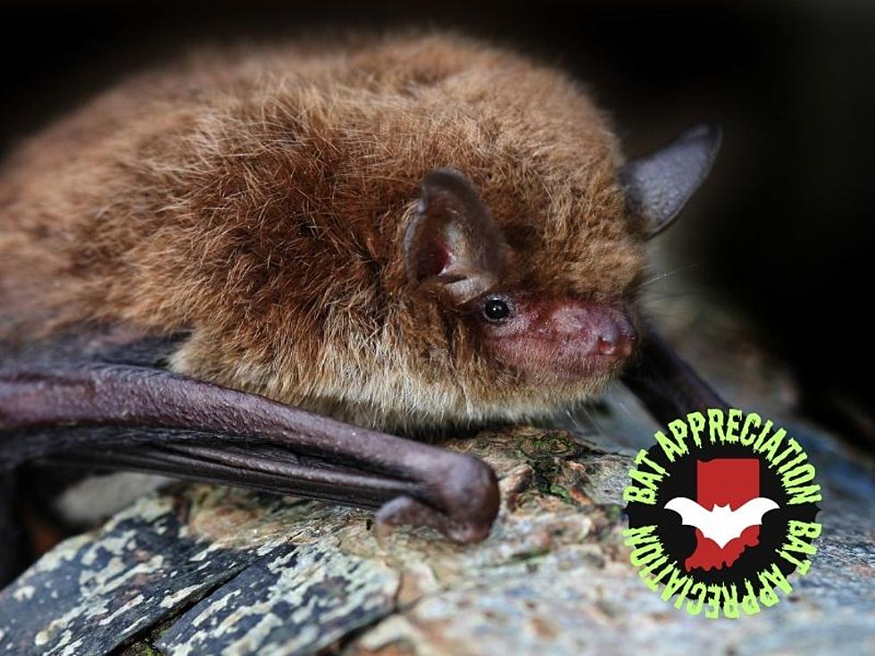 Indiana is Home to a (Really Cute) Endangered Bat Species