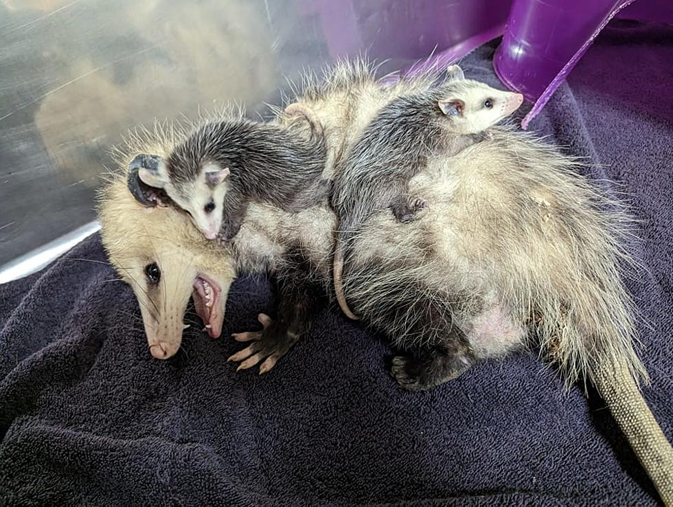 This Indiana Mama Opossum Booked Herself a B&B for Mother’s Day