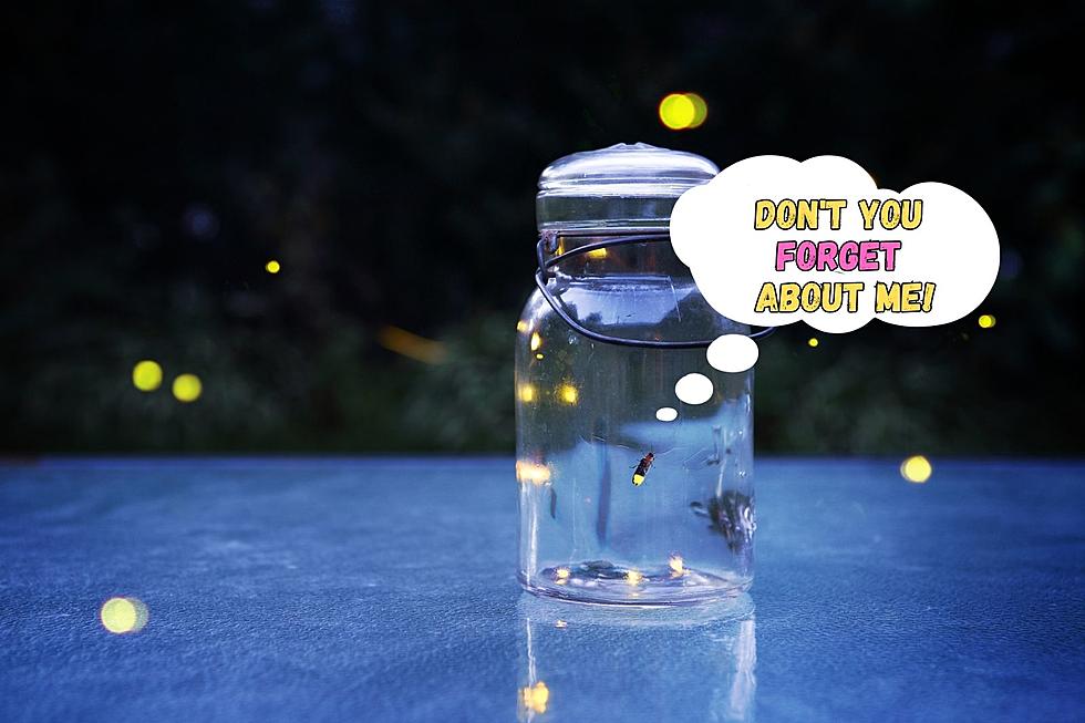 National Park Warns that Some Firefly Species are Near Extinction –  Here are Easy Ways to Help Our Lightning Bug Buddies