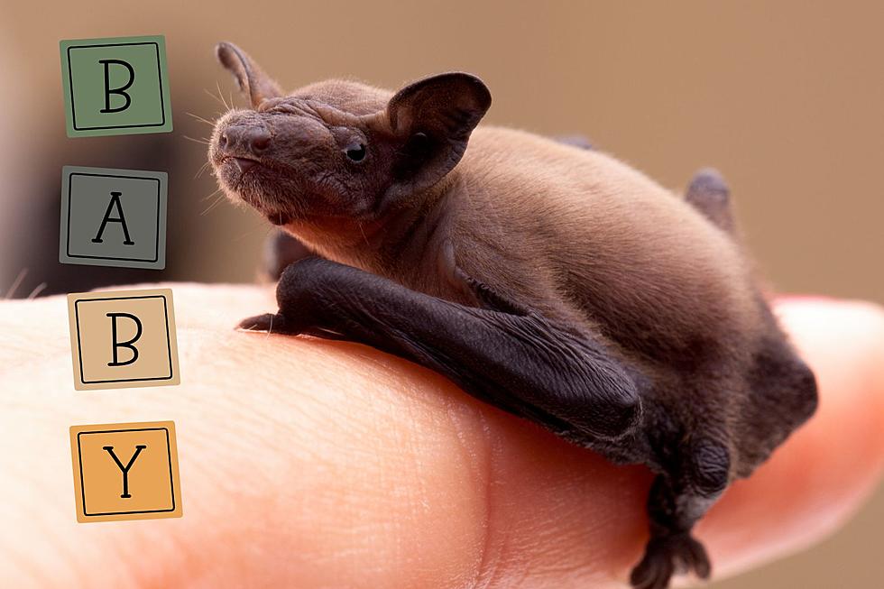 What To Do If You Find a Baby Bat in Indiana or Kentucky This Summer
