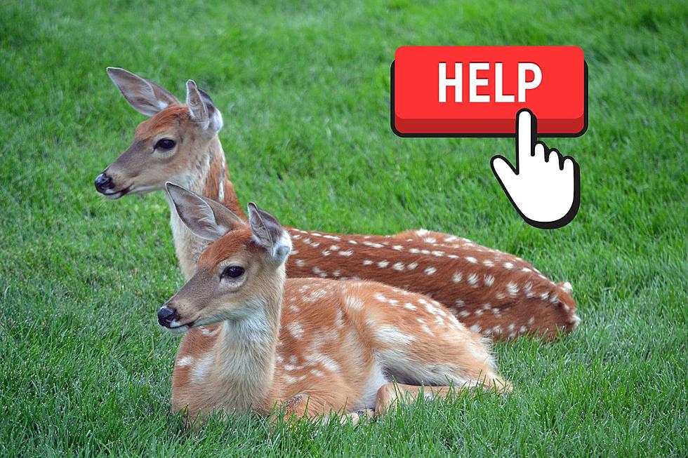 Bowling Green, KY Wildlife Rehab Seeking Help for Orphaned Twin Fawns