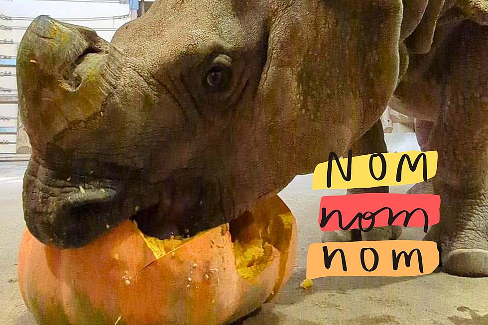 Indiana Zoo Shares Adorable Photos of Animals with Pumpkins