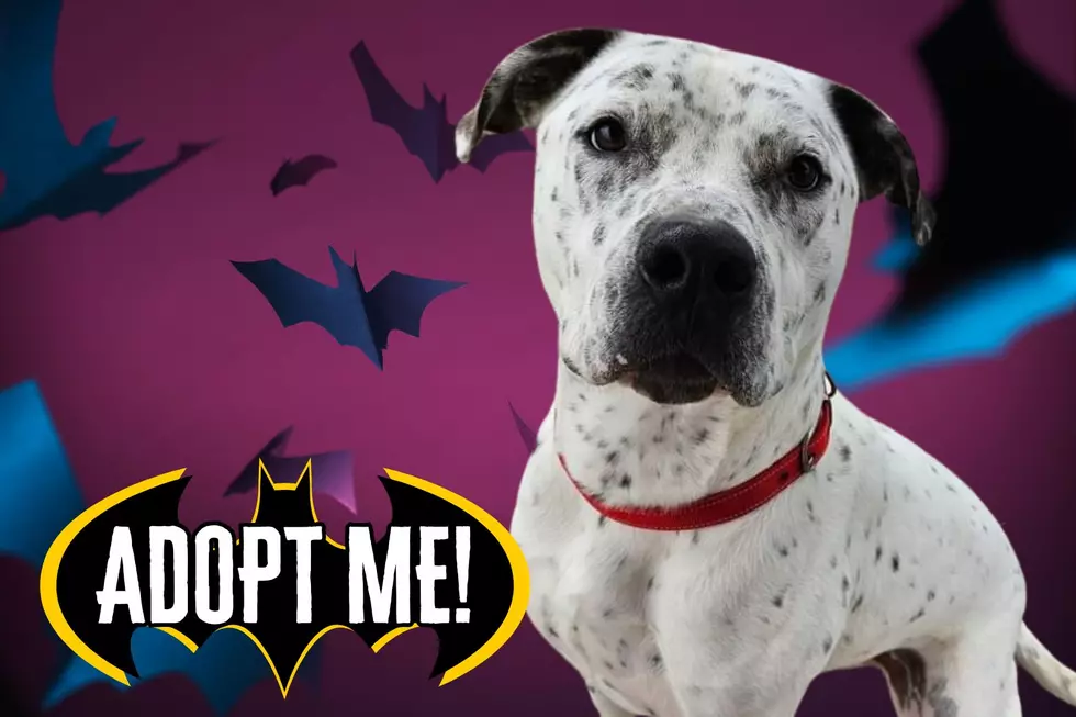 Bruce Wayne is The Warrick Humane Society’s Bark Knight [Pet of the Week]