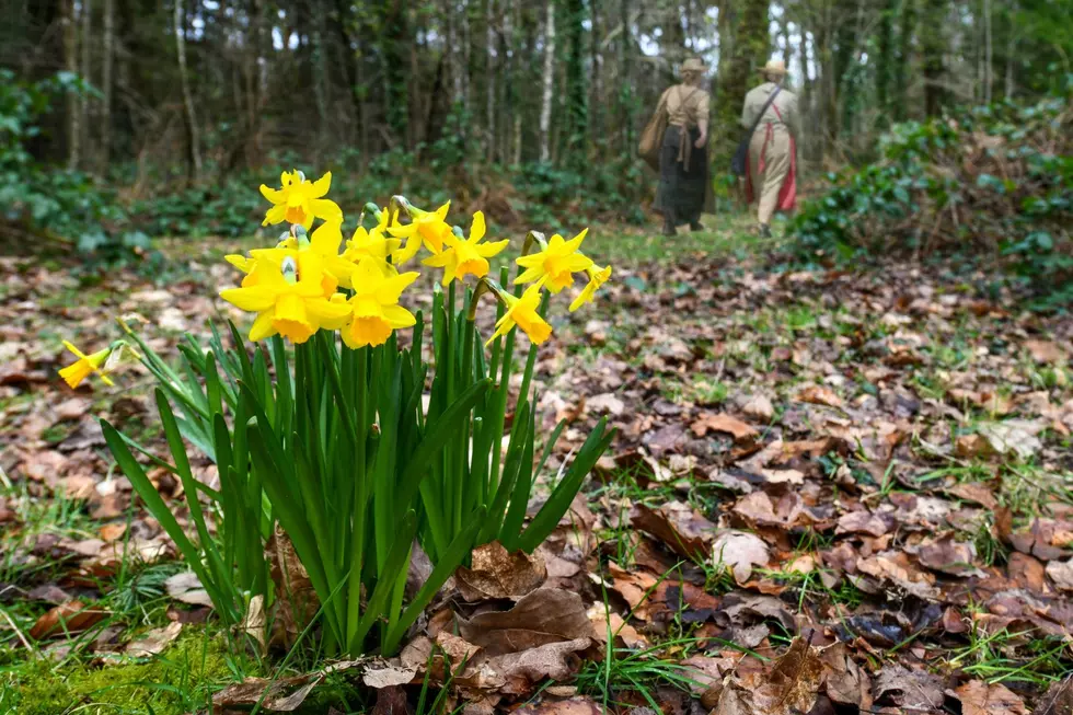 What It Means When You Find Daffodils in the Woods