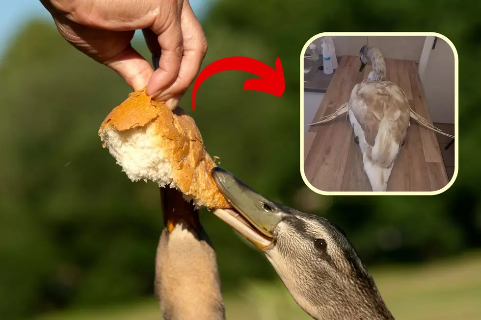Feeding Ducks and Geese Bread Can Lead to Wing Deformities and Even Death