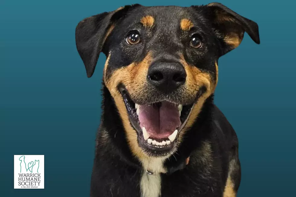 Louie Smiles in Every Photo Because He&#8217;s a Hap-Hap-Happy Boy! [Warrick Humane Society Pet of the Week]