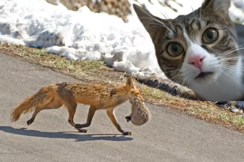 Kentucky Cat Owners, Should You Be Concerned About Foxes Carrying Off Your Cat?