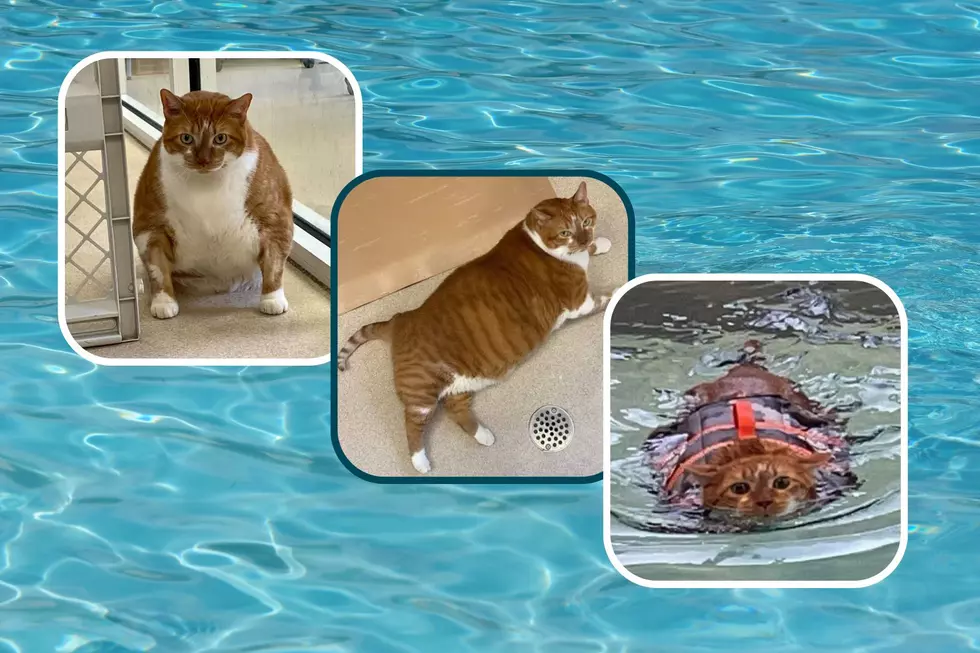 An Indiana City Rallies to Help a Fat Cat Slim Down [Before & After Photos]