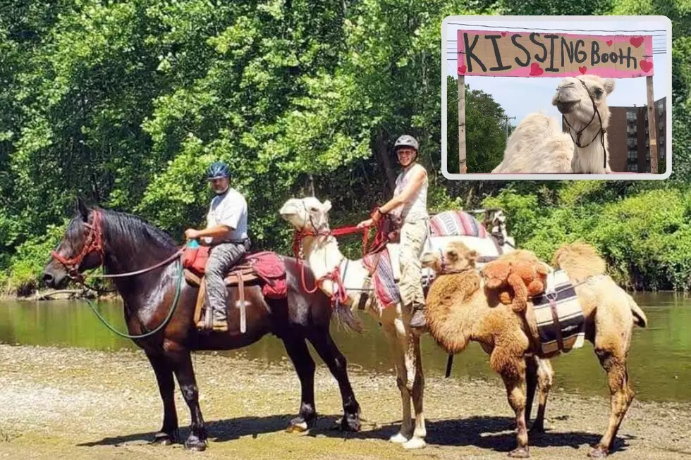 Illinois Woman Traded Out Her Trail Horses for Camels