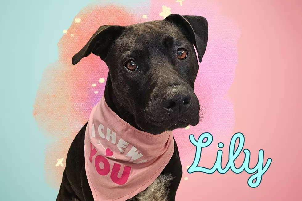 Adopt a Mama: Lily is a Young Adoptable Lab Mix in Warrick Co. That Raised Her Family in the Shelter