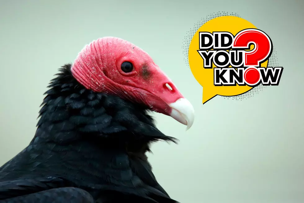 10 Disgusting Facts About Indiana&#8217;s Most Misunderstood Bird