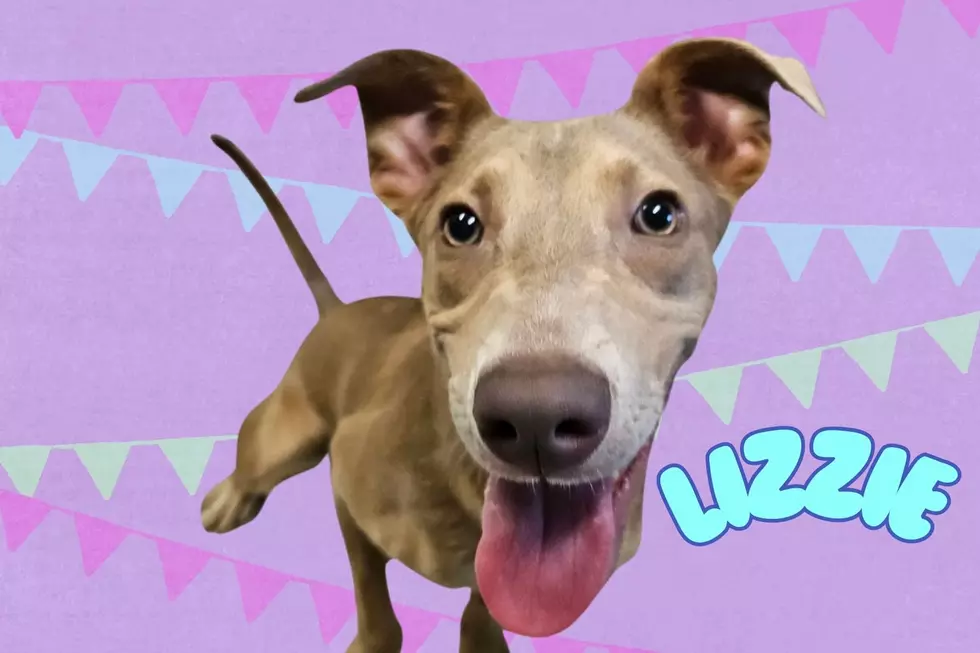 Adopt Lizzie Before She Spends Her Entire Puppyhood at Warrick Humane Society