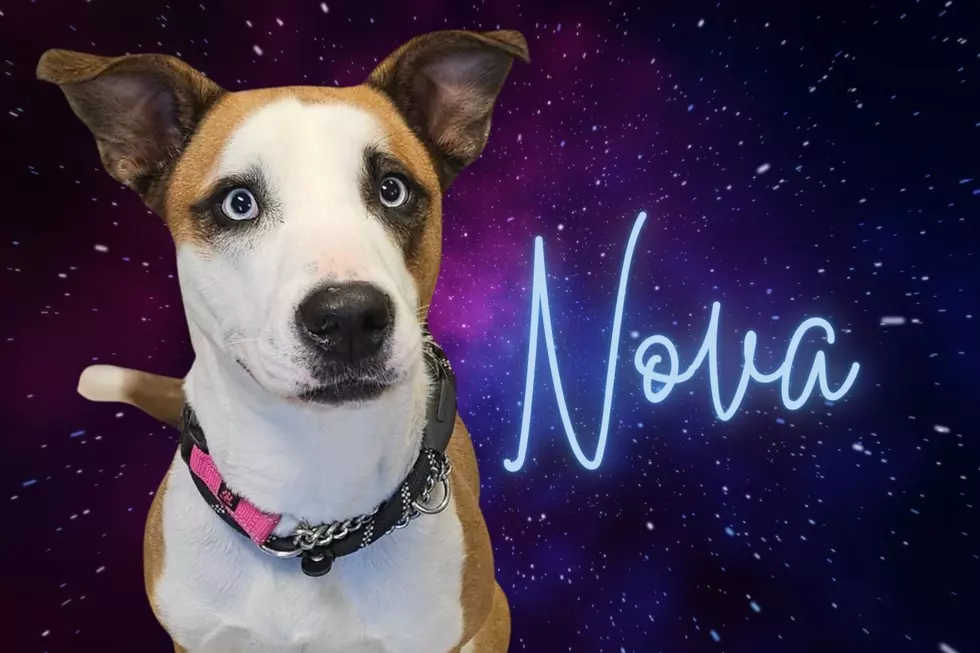 Nova Has Piercing Eyes & A Fun Loving Spirit – She’s the Warrick Humane Society Pet of the Week