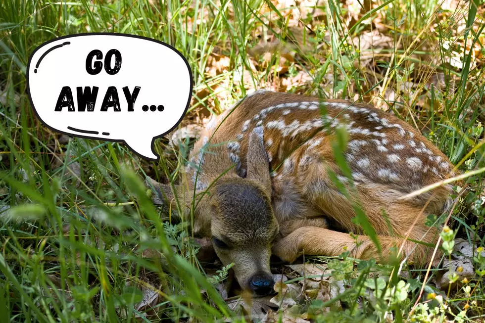 Indiana DNR Explains When to Call a Rehabber for an Abandoned Fawn