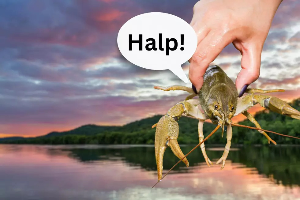 Colossal Crustacean Found in Kentucky’s Green River