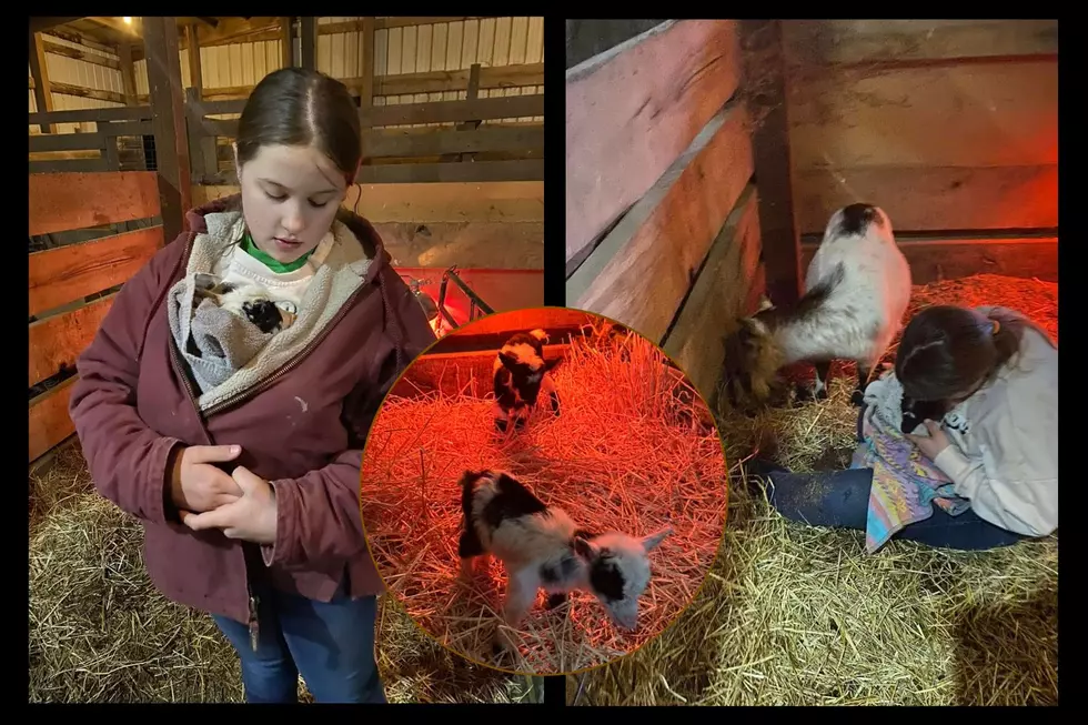 Boonville Middle School Student Delivers Baby Goats During After-School Chores