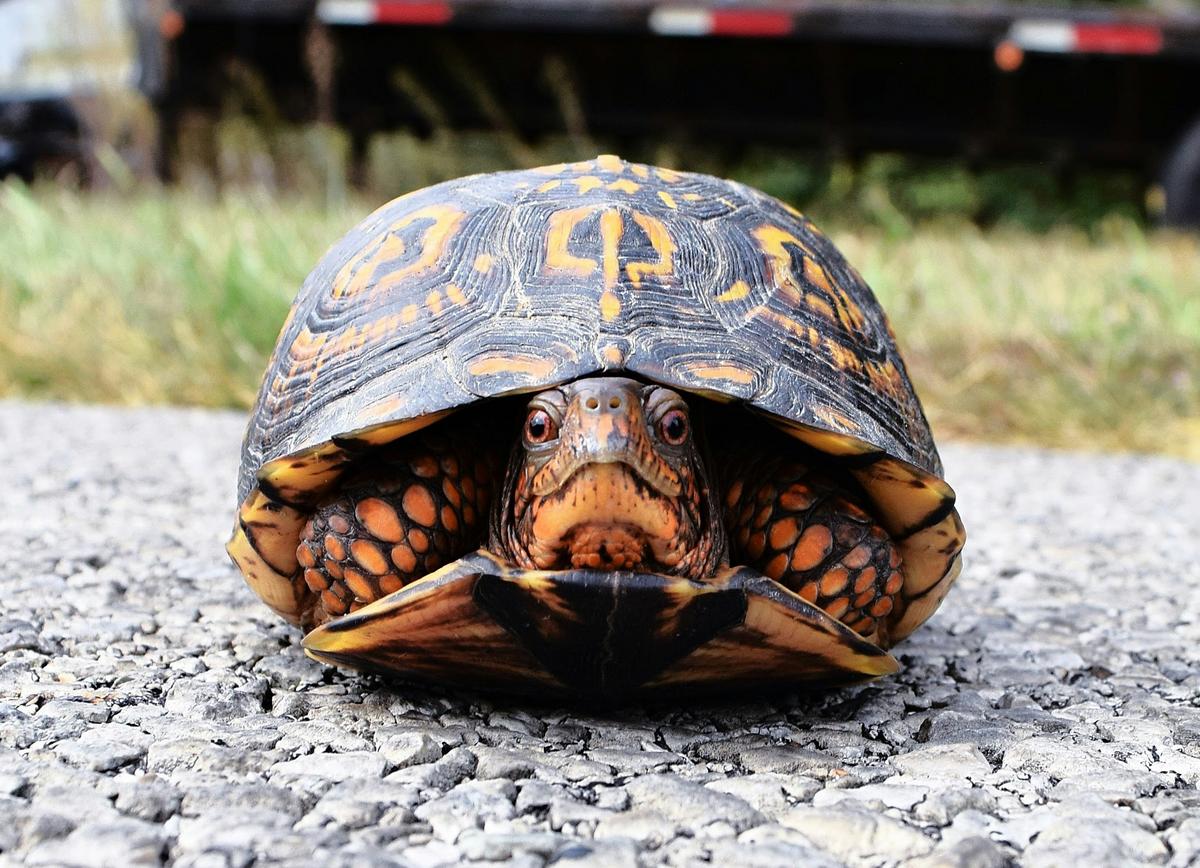 Why are There So Many Turtles on the Road in Indiana and Kentucky in June?