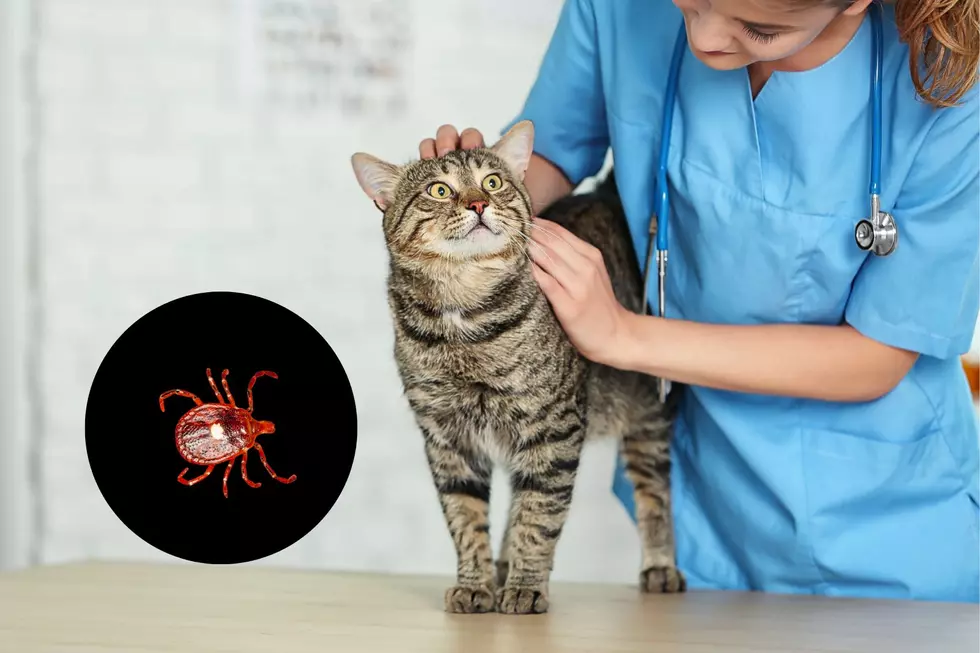 A Tickborne Illness That’s Lethal to Cats in TN, KY, and IL is Now in Reported in Indiana